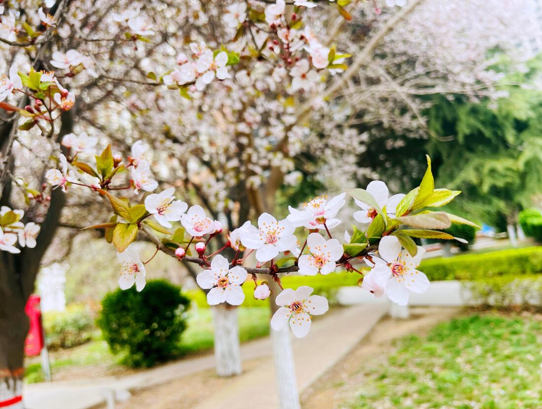 春暖花开
