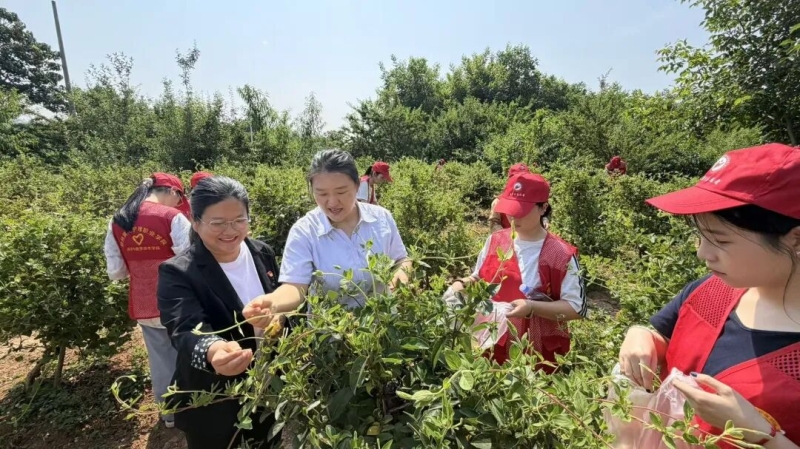 网投官网师生到新密中药材种植基地开展金银花采摘活动