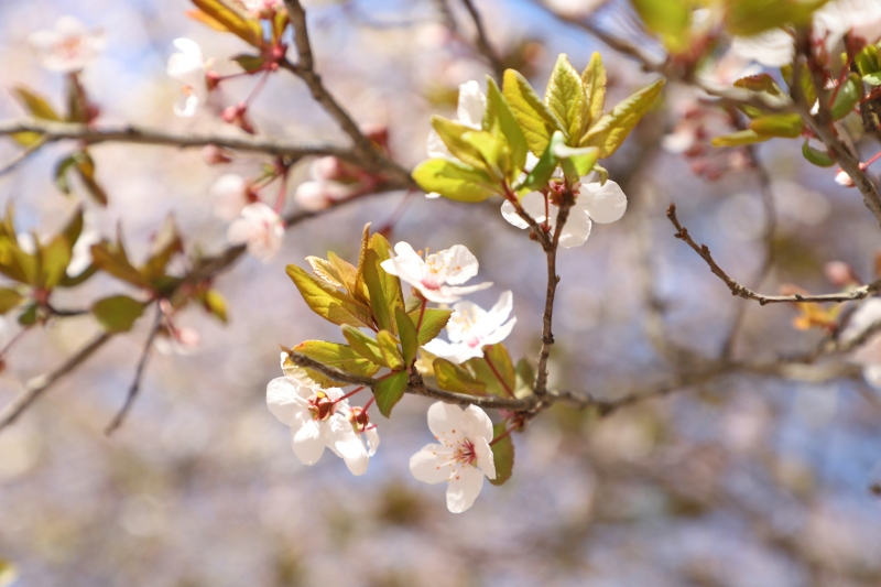 陌上花开