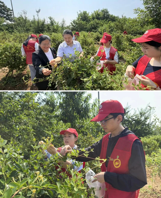 网投官网师生到新密中药材种植基地开展金银花采摘活动